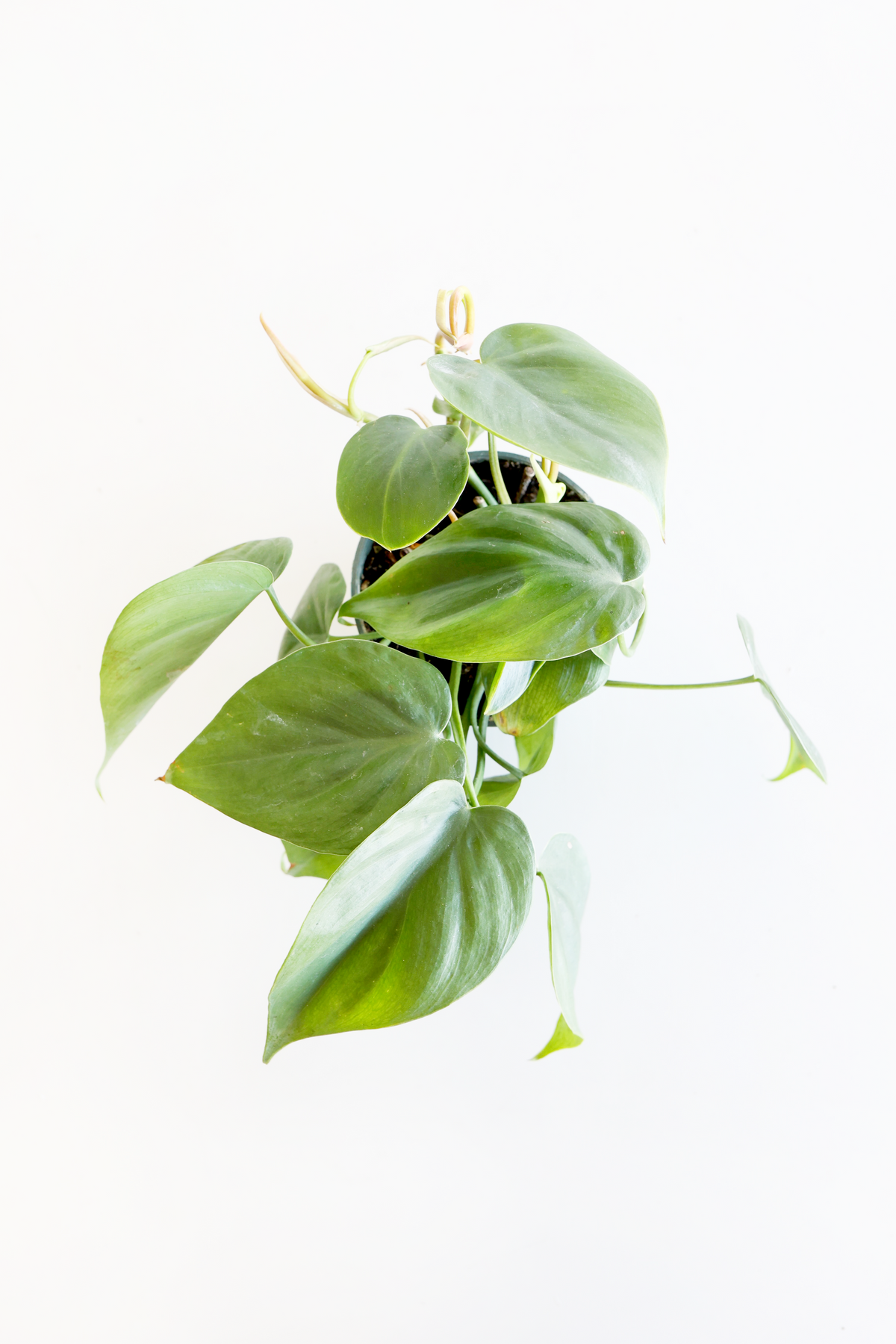 Heartleaf Philodendron