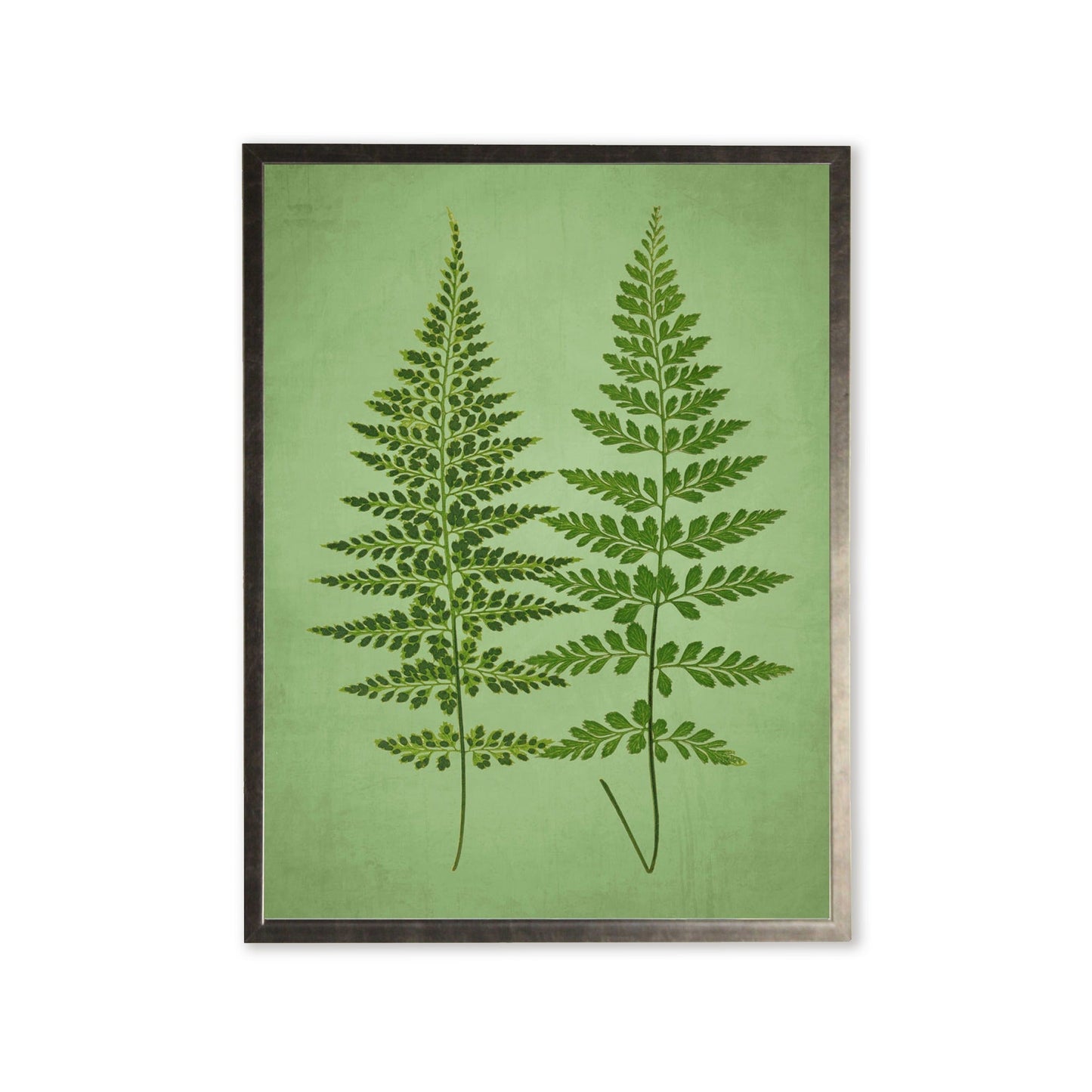 Ferns in Silver Frame