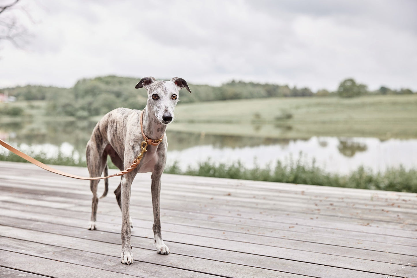 Robin Dog Collar Extra Large - Natural