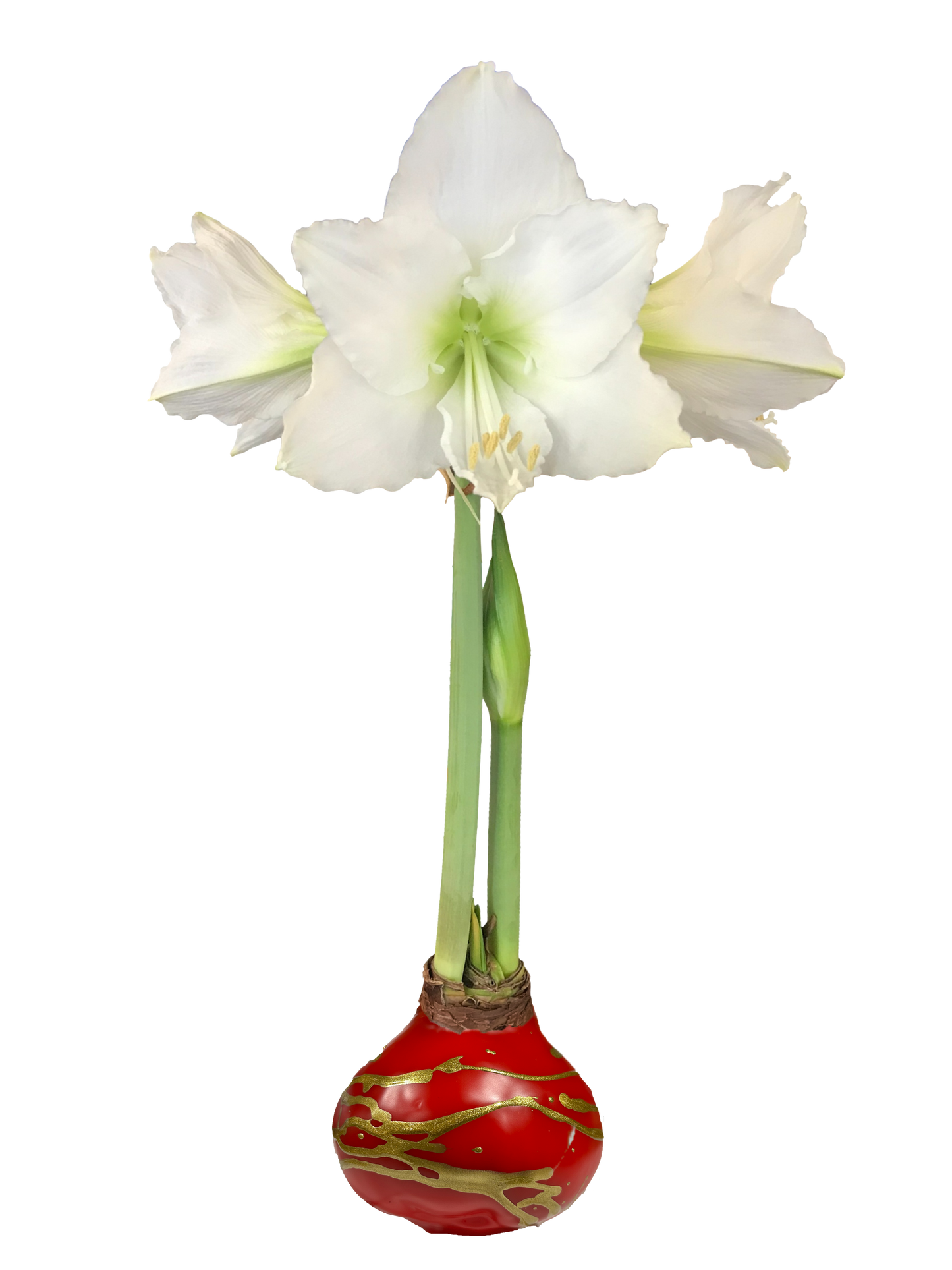White Flower Red Wax Gold Lacquer Splatter 36+ 18 Bulbs/Case
