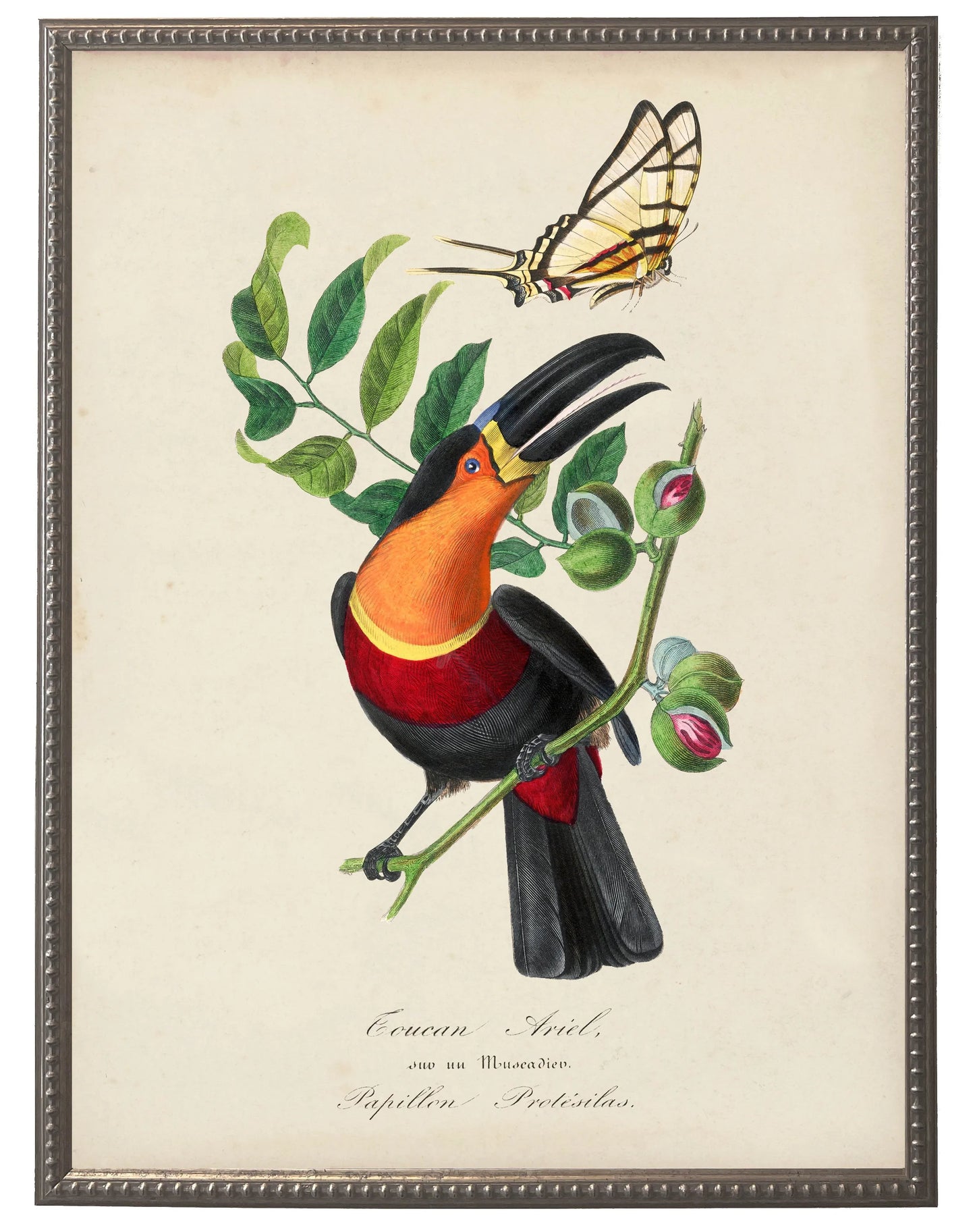 Vintage toucan and flower print on a distressed background in a beaded pewter frame sized 16x20