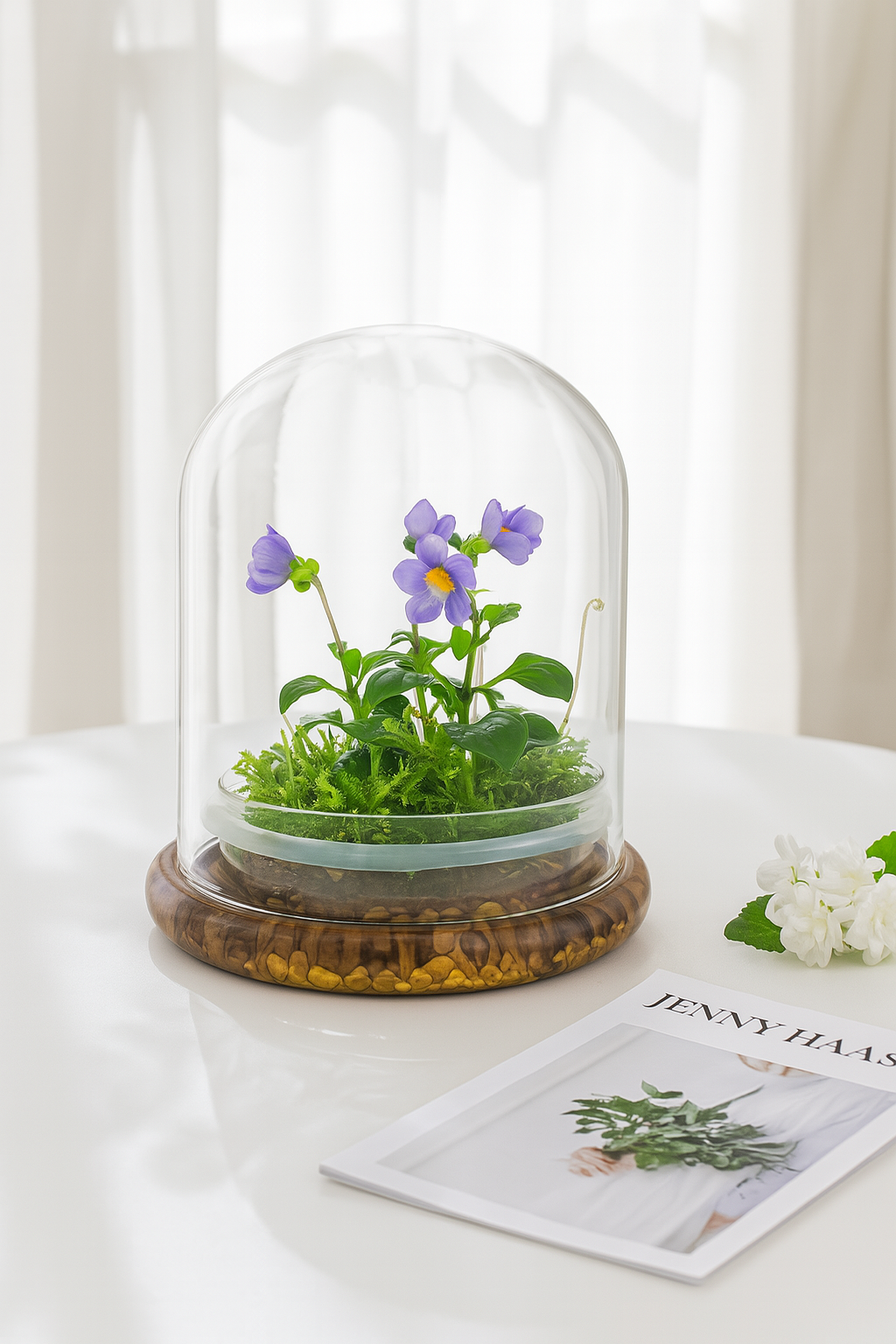 Persian Violet (Exacum Affine) with Sundew Moss, All Season Flowering, Dome Glass