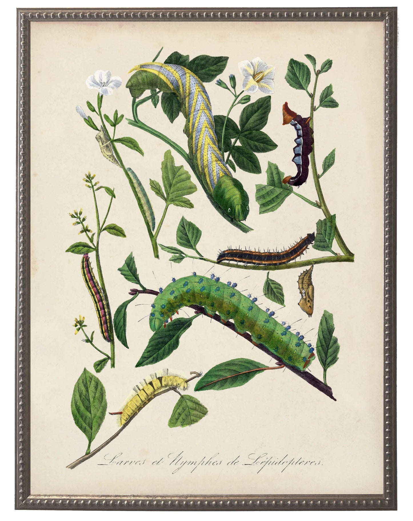 Vintage caterpillar and flower print on a distressed background in a beaded pewter frame sized 16x20