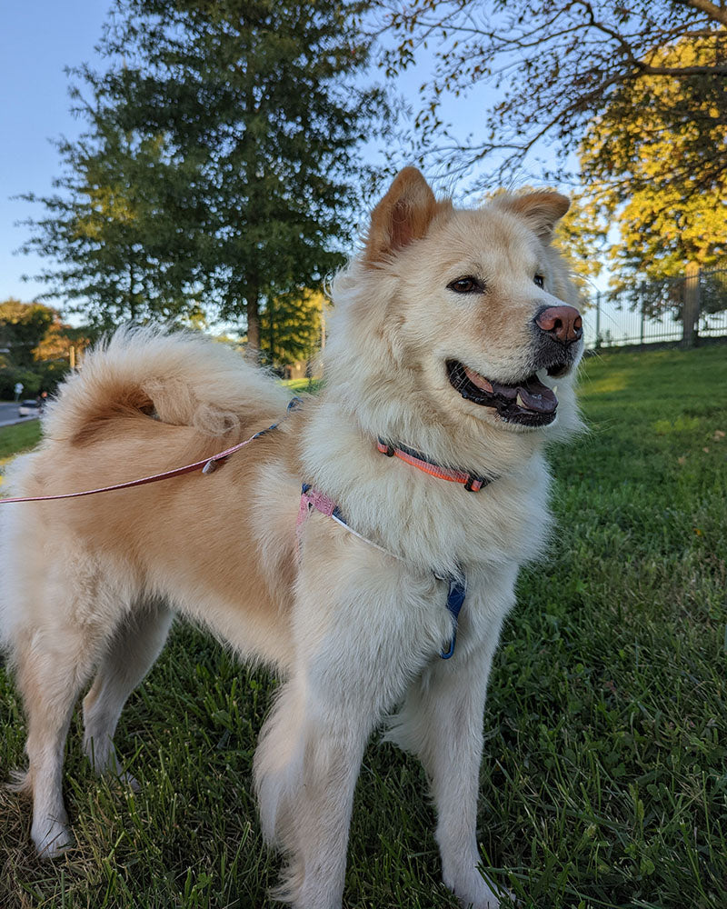 (R)evolution™ Woven Dog Harness