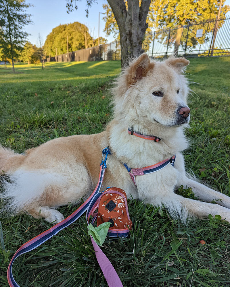 (R)evolution™ Woven Dog Harness