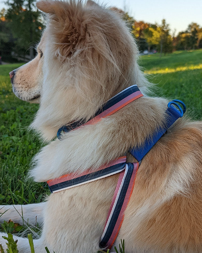 (R)evolution™ Woven Dog Harness