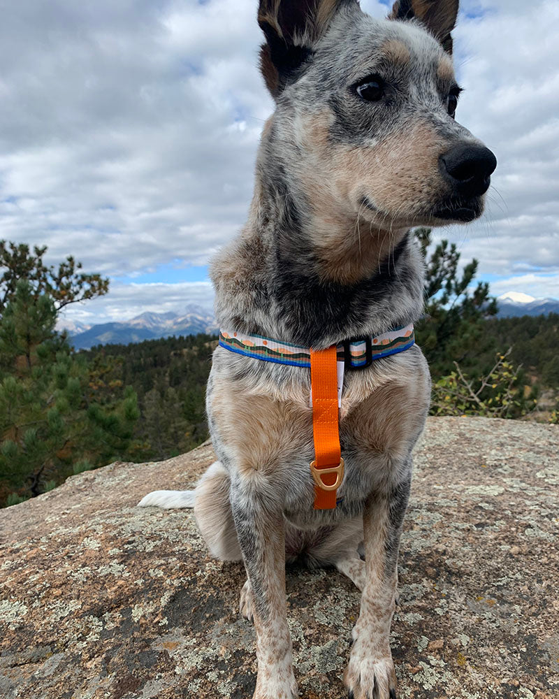 (R)evolution™ Woven Dog Harness