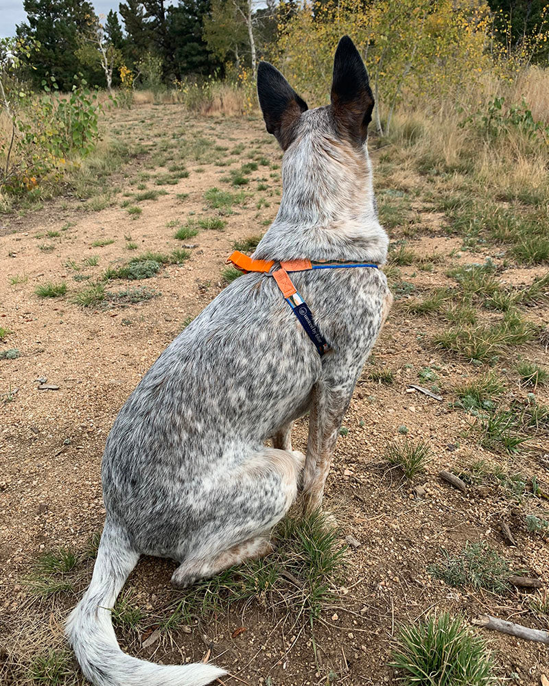 (R)evolution™ Woven Dog Harness