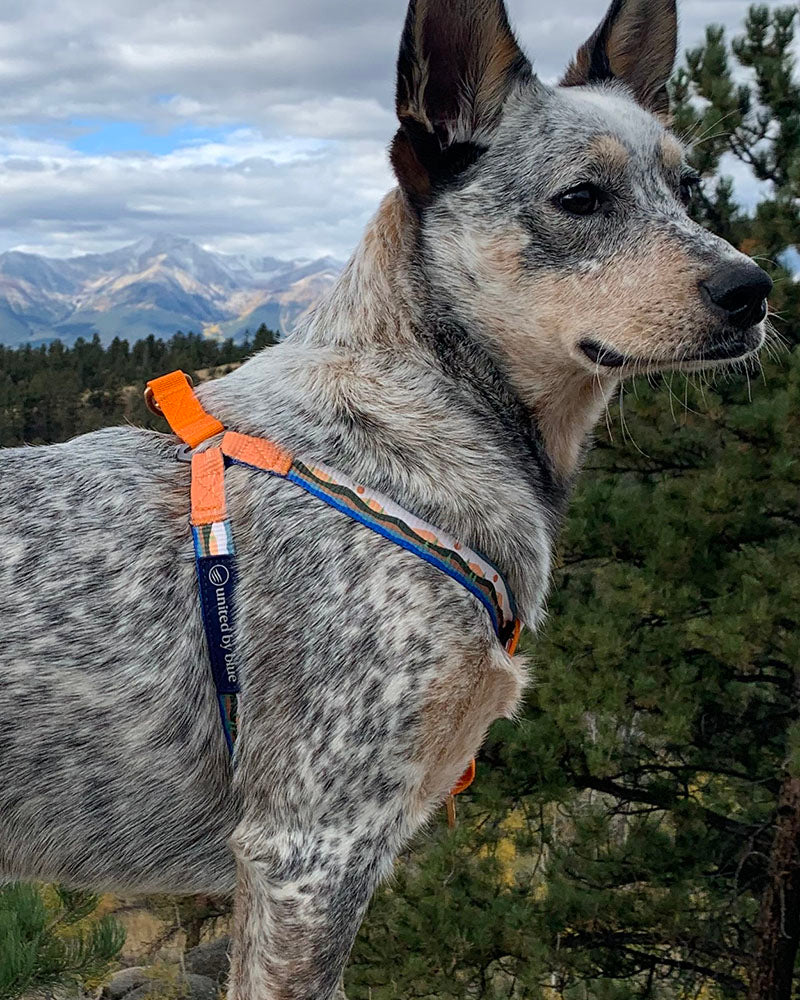 (R)evolution™ Woven Dog Harness