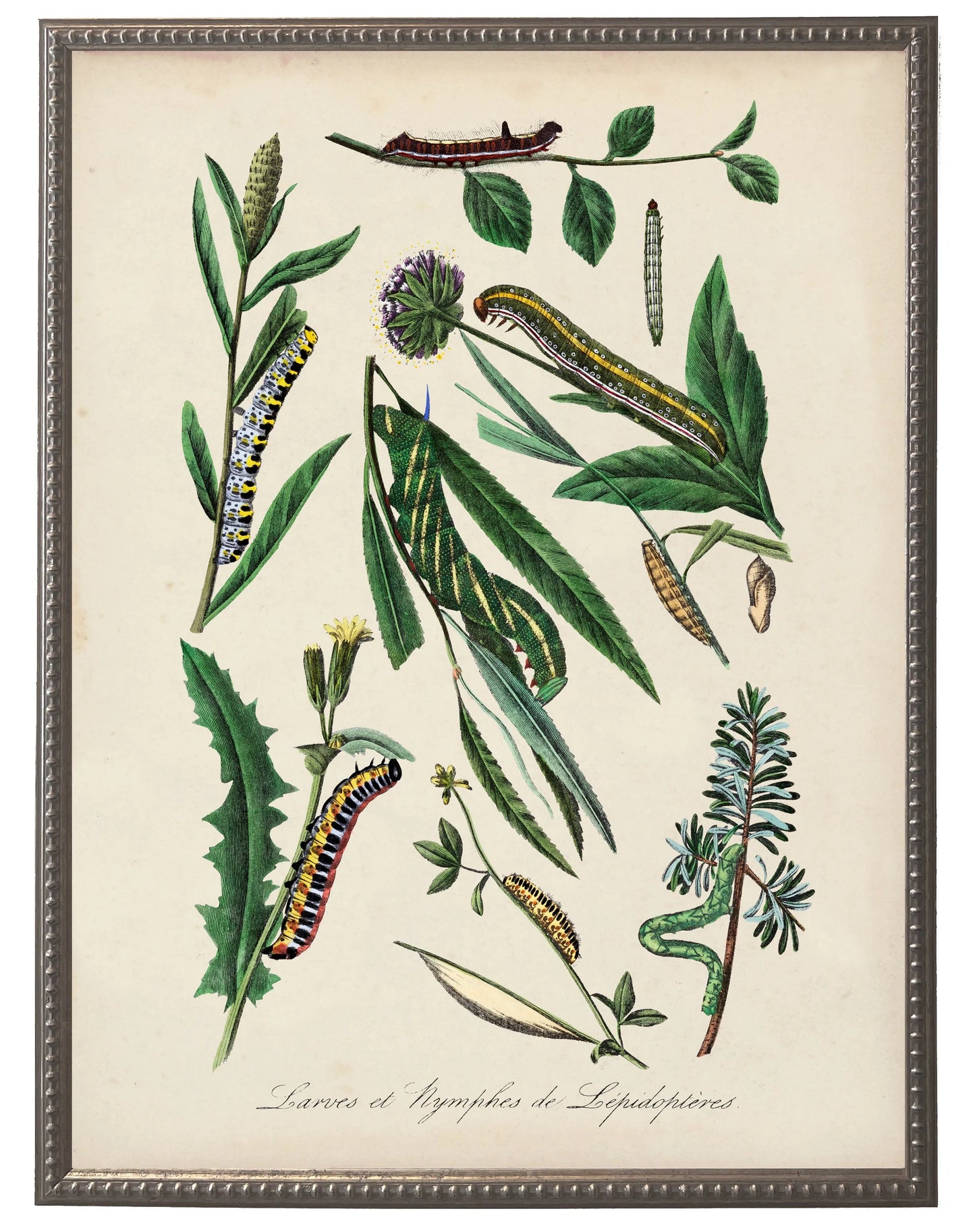 Vintage caterpillar and flower print on a distressed background in a beaded pewter frame sized 16x20