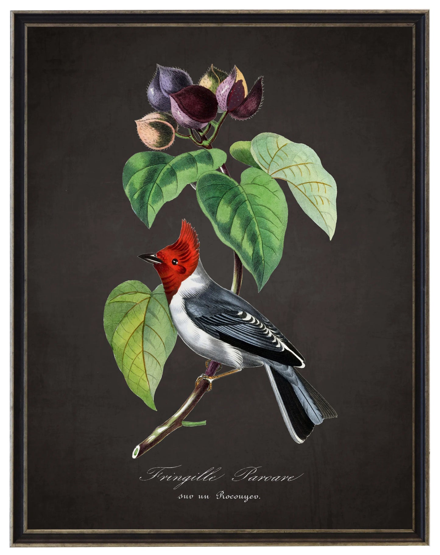 Vintage fringilla and flower print on a distressed black background in a black and brushed silver frame sized 16x20