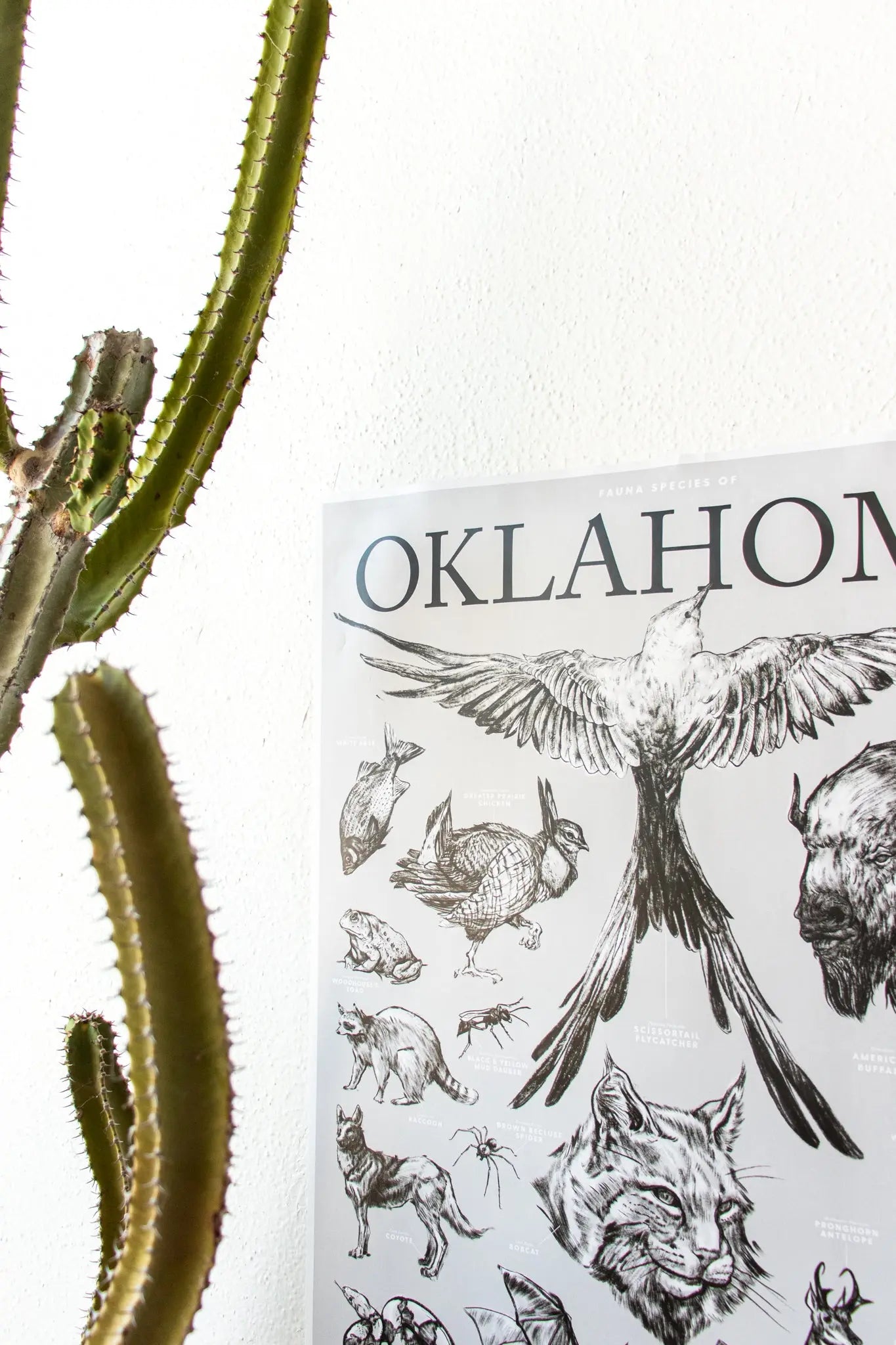 Oklahoma Wildlife Chart