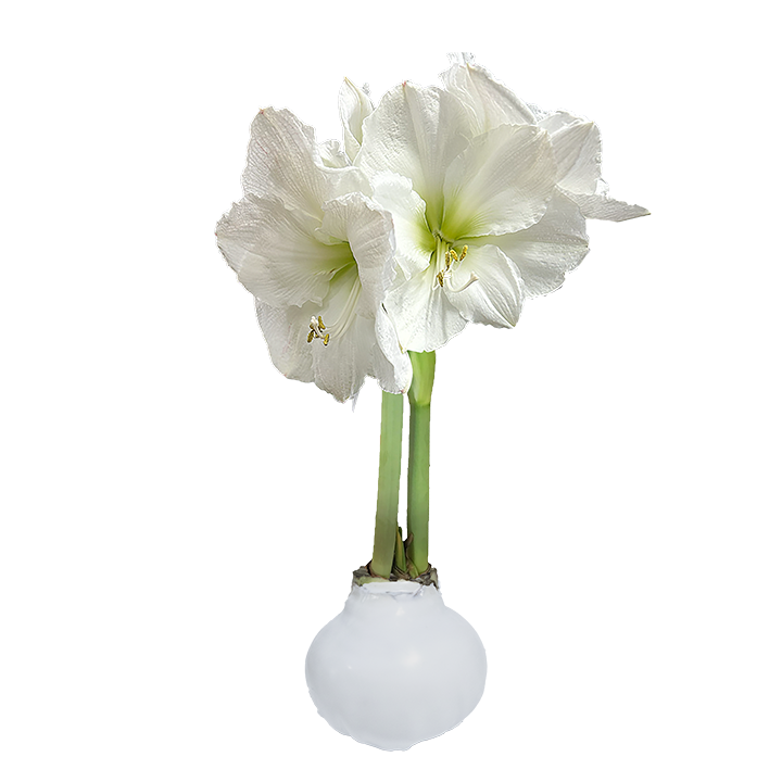 White Flower White Wax Base 36+ 18 Bulbs/Case