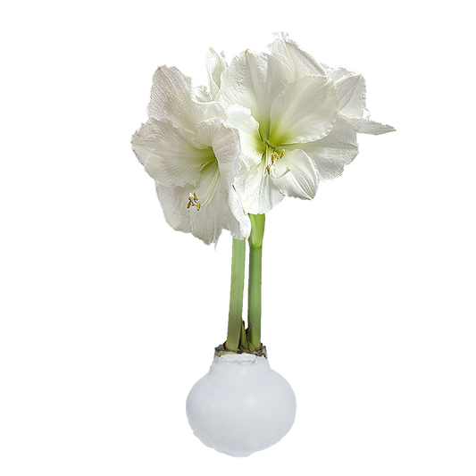 White Flower White Wax Base 36+ 18 Bulbs/Case