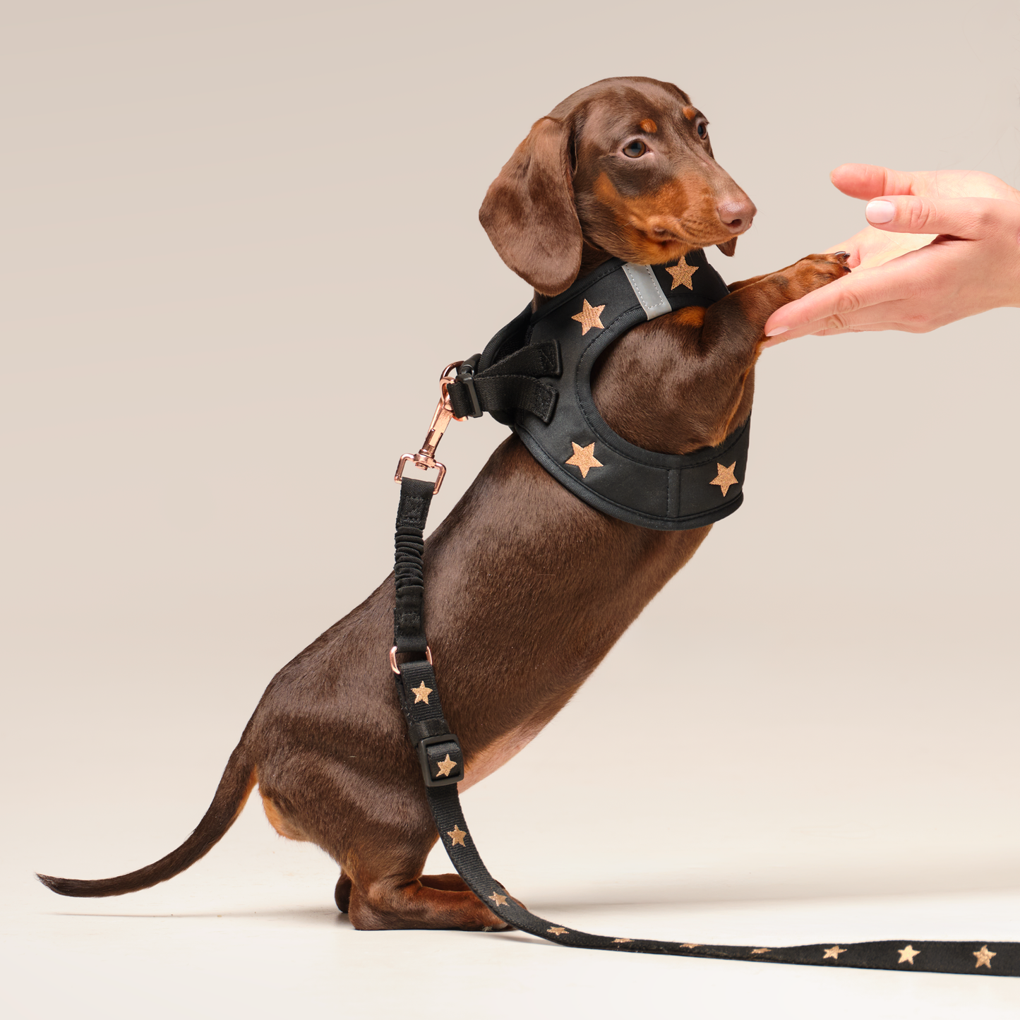 SoHo Dog Walking Set - Rockstar