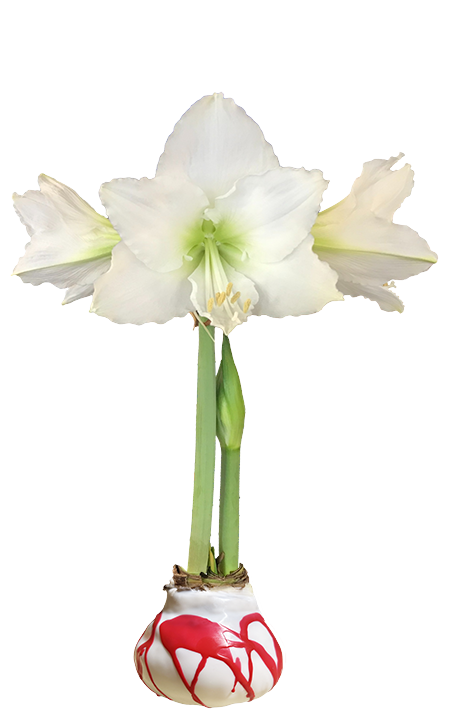White Flower White Wax Red Splatter Base 36+ 18 Bulbs/Case