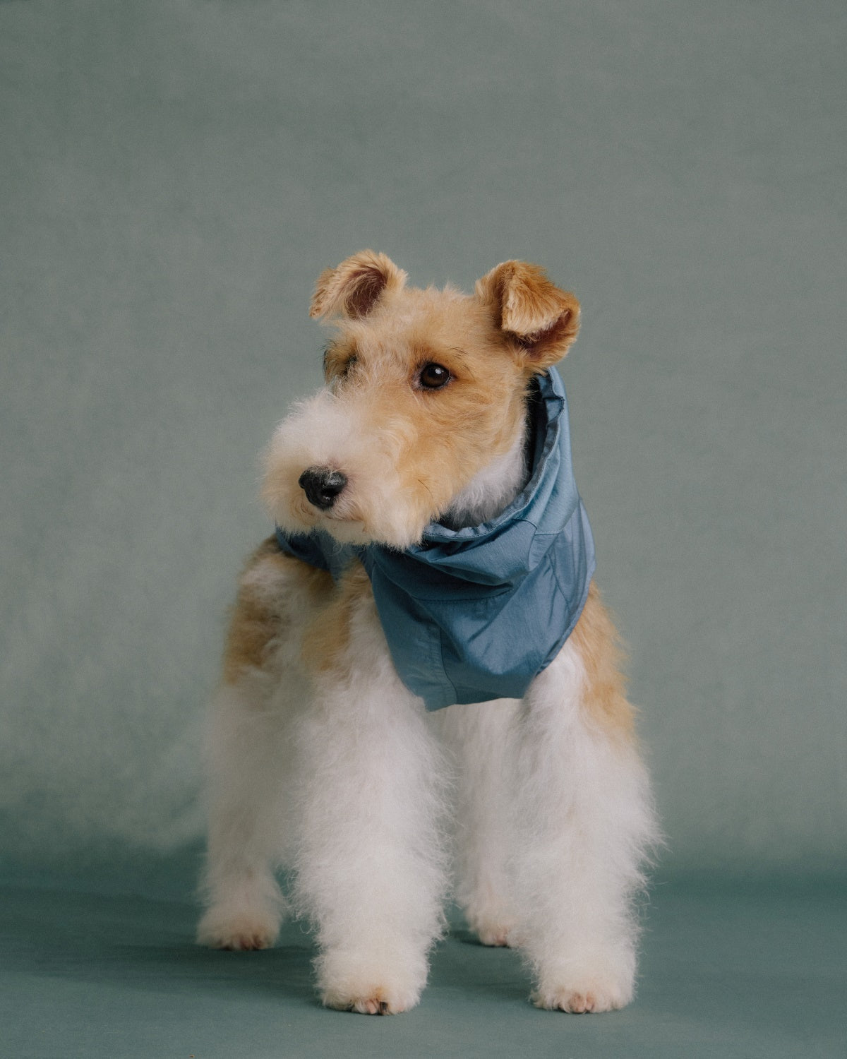 The Ventus | Reflective Waterproof Dog Raincoat | Slate Blue