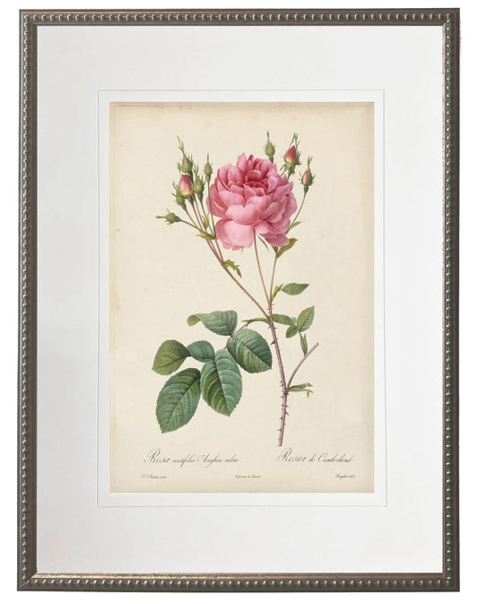 Vintage pink rose print matted in a cream mat