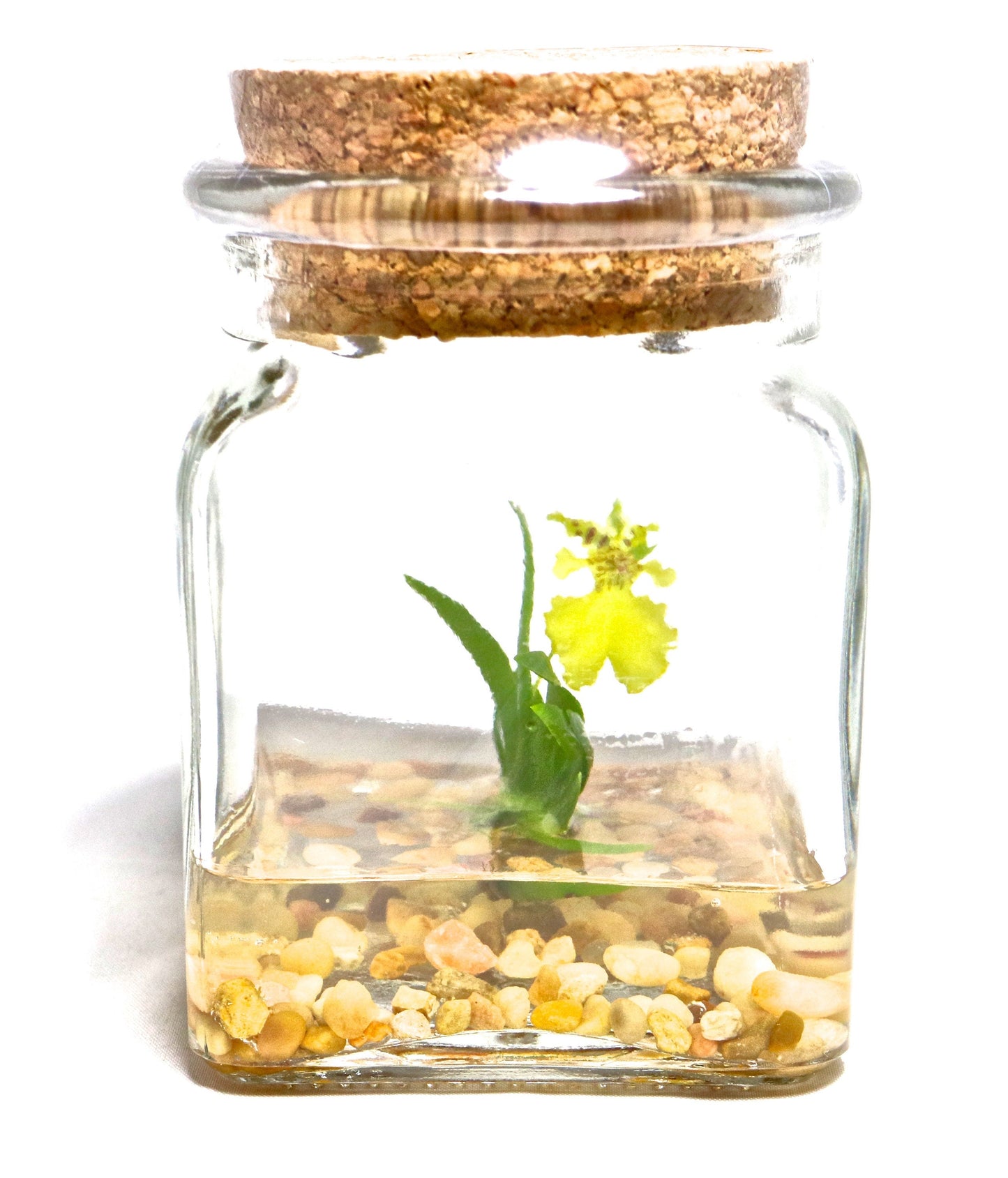 Orchid Terrarium-Miniature orchid/Glass Terrarium/Indoor Garden/Office desk/Live plants/Gift for Her/Wedding Favor/Bridesmaid/Anniversary