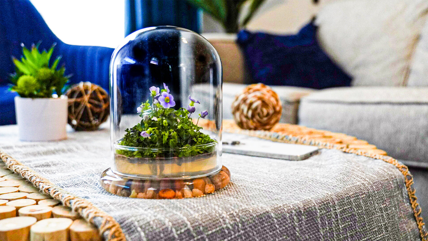 Bloomify Persian Violet lived in Terrarium Jar, real plants, a small oasis of greenery in the city, easy to grow and requiring minimal care, is a source of happiness in the home