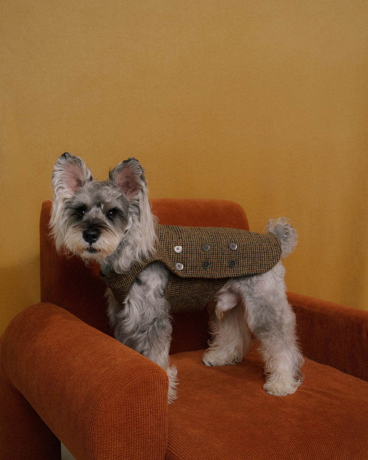 The Scotia | Wool Tweed Dog Vest | Houndstooth