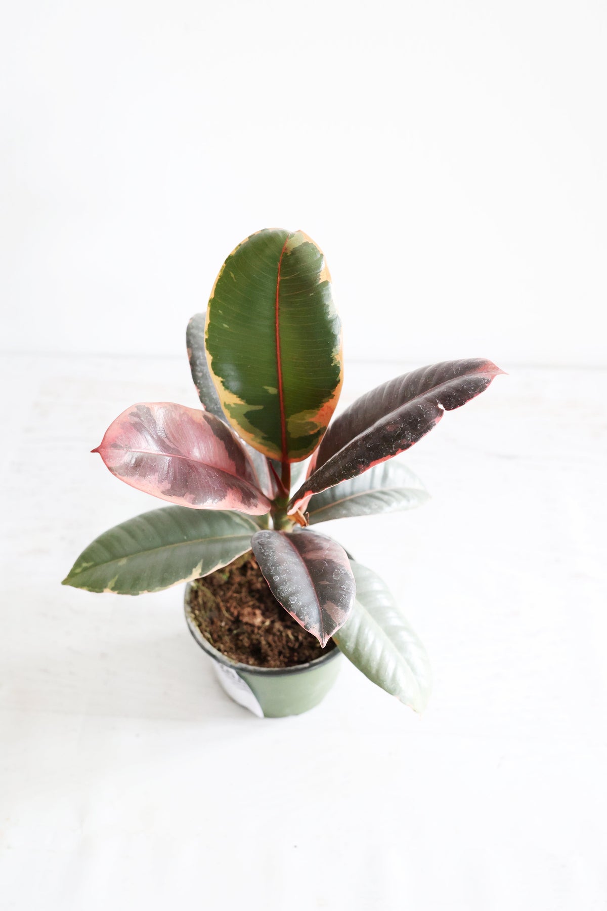 Variegated Rubber Plant