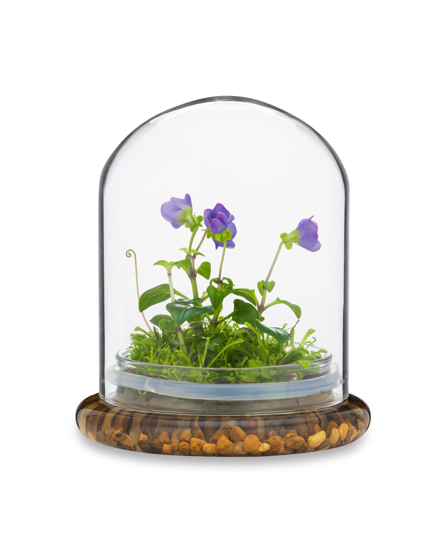 Persian Violet (Exacum Affine) with Sundew Moss, All Season Flowering, Dome Glass