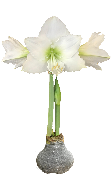 White Flower Silver Glitter Base 36+ 18 Bulbs/Case