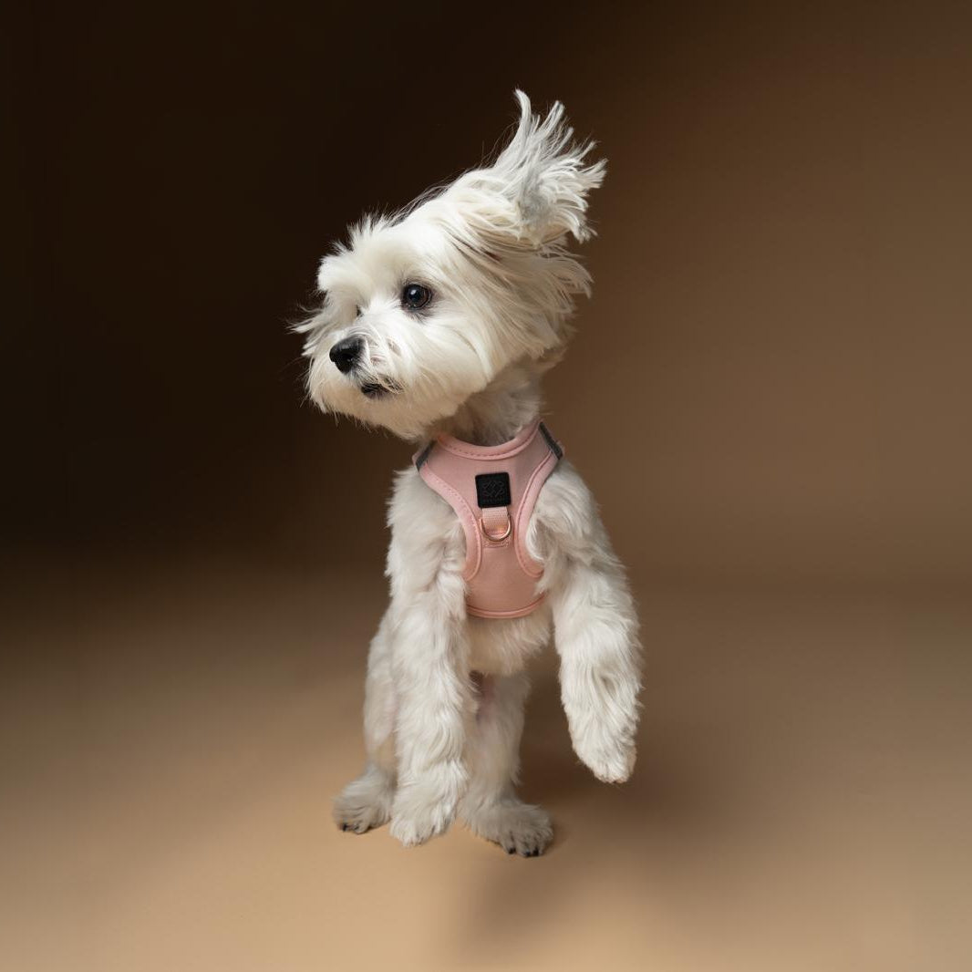 SoHo Dog Harness - Blush Pink