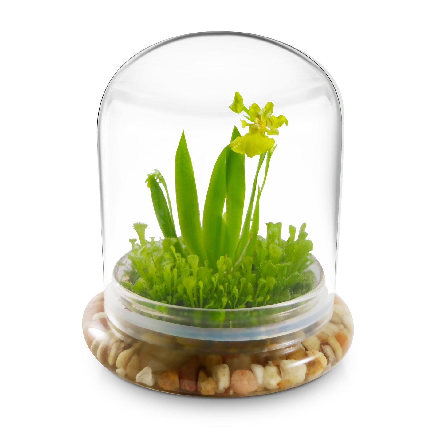 Everlasting Orchid Terrarium with Sundew Moss - Psygmorchis Pusilla – Self growing, Maintenance free, Unique Gift.