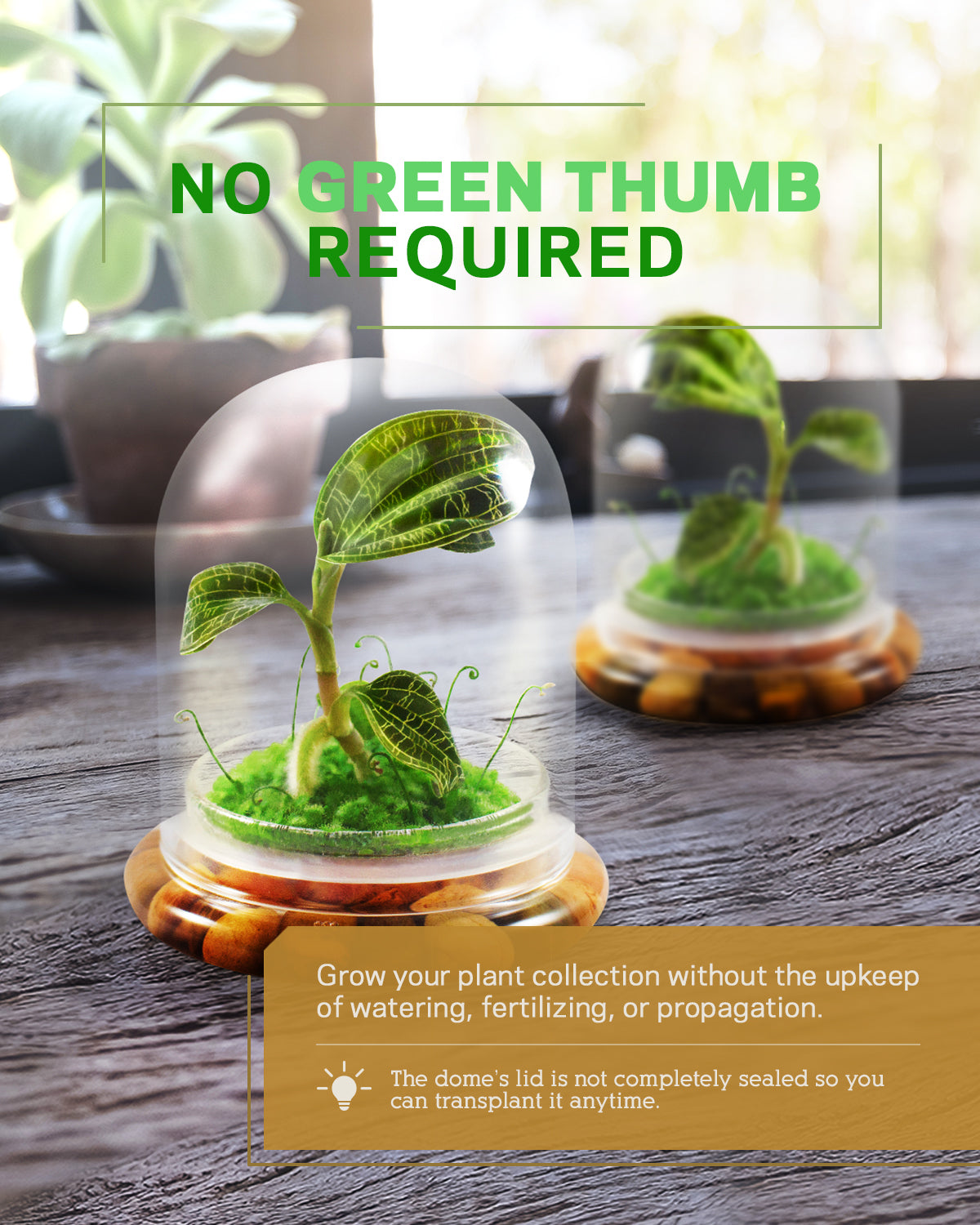 Jewel Orchid Terrarium, Macodes Petola, Great Unique Gift, 100% Growth Guarantee