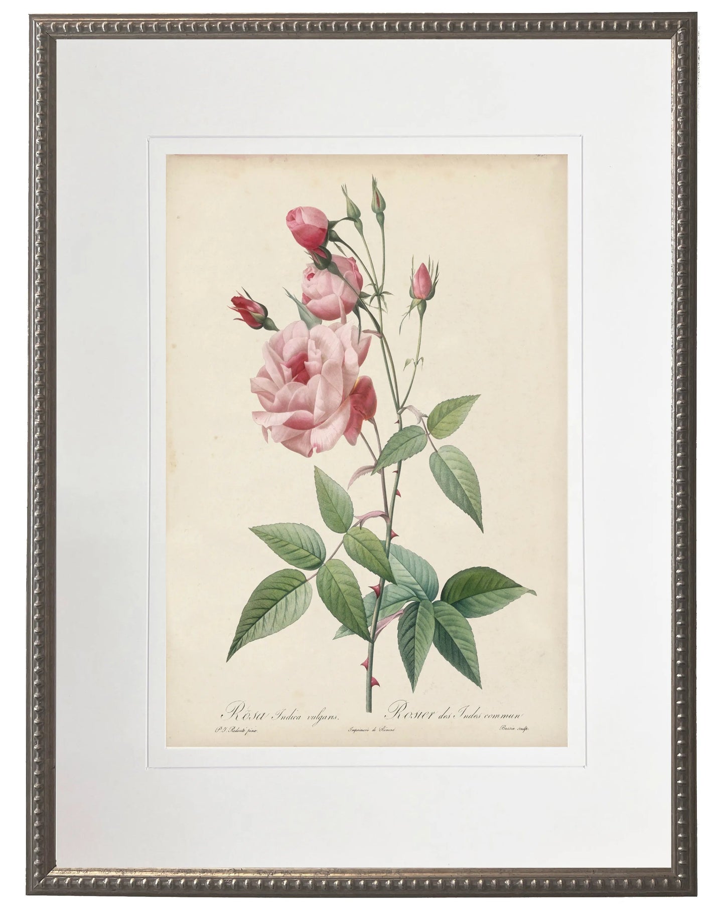 Vintage pink rose print matted in a cream mat in a beaded pewter frame sized 16x20