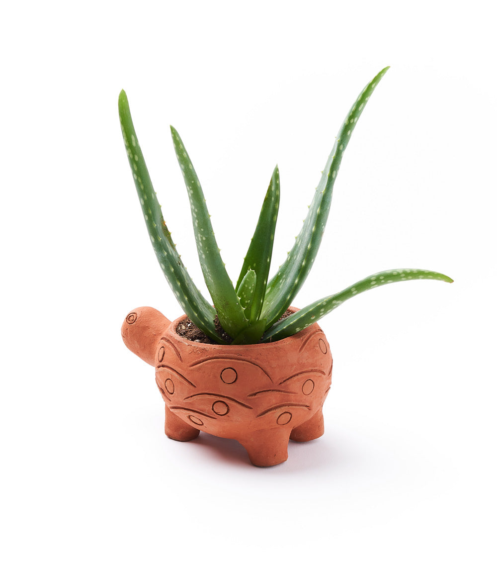 Rakshana Turtle Plant Pot -  Terracotta - Osadia Concept Store