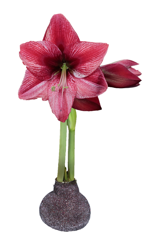 Revelation Silver/Red Glitter Base 36+ 18 Bulbs/Case