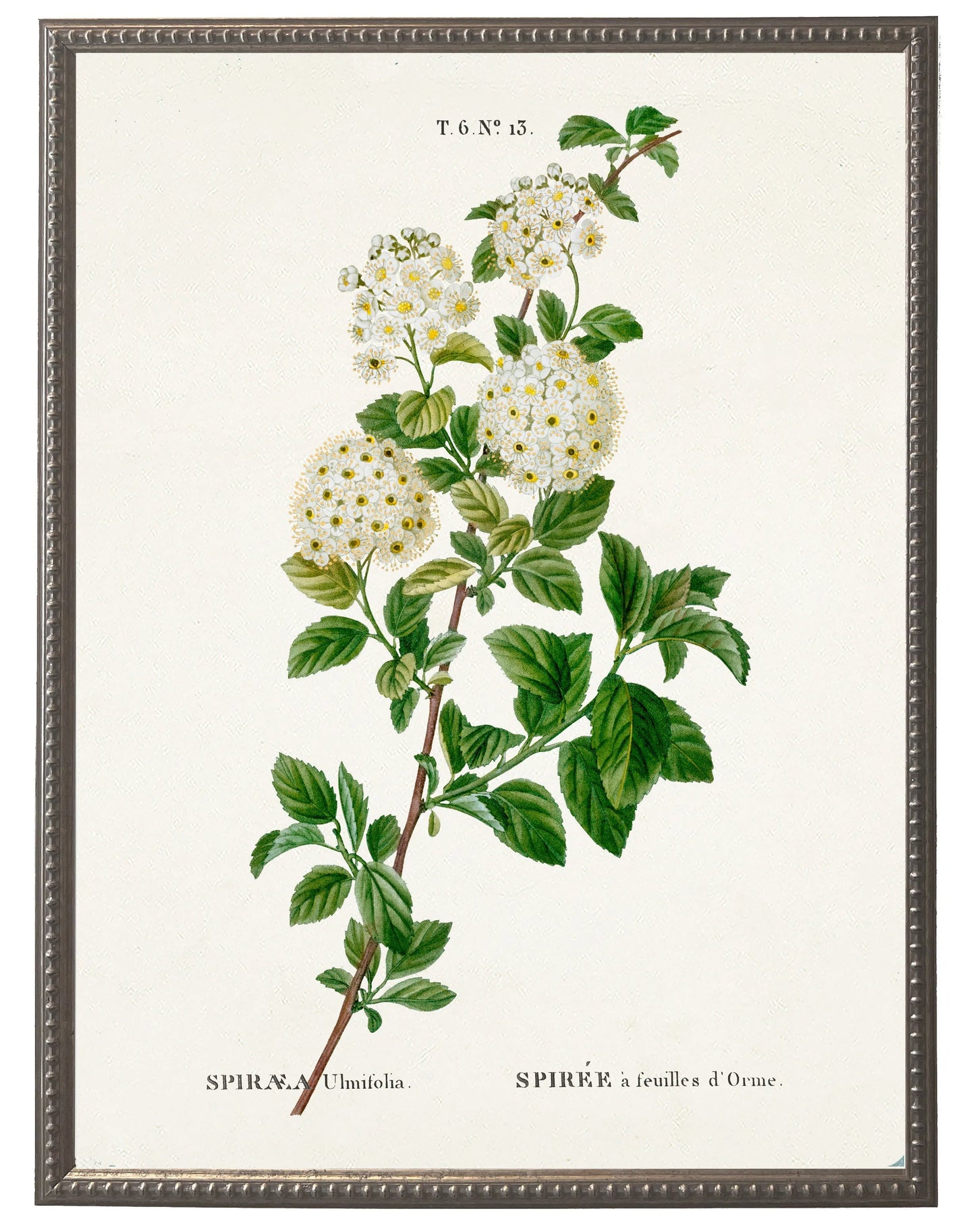 White spirea on white background