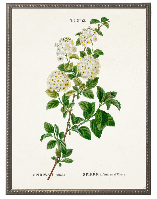 White spirea on white background