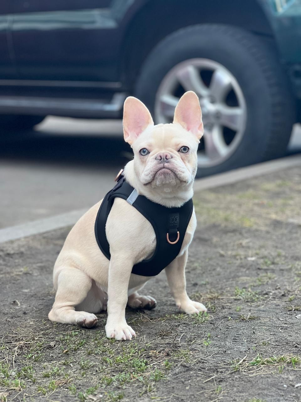 City Leash Set - Black