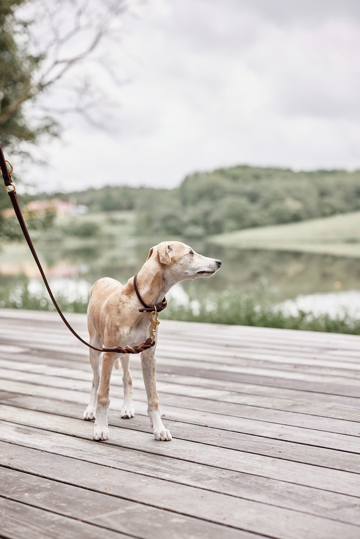 Robin Dog Collar Medium - Choko