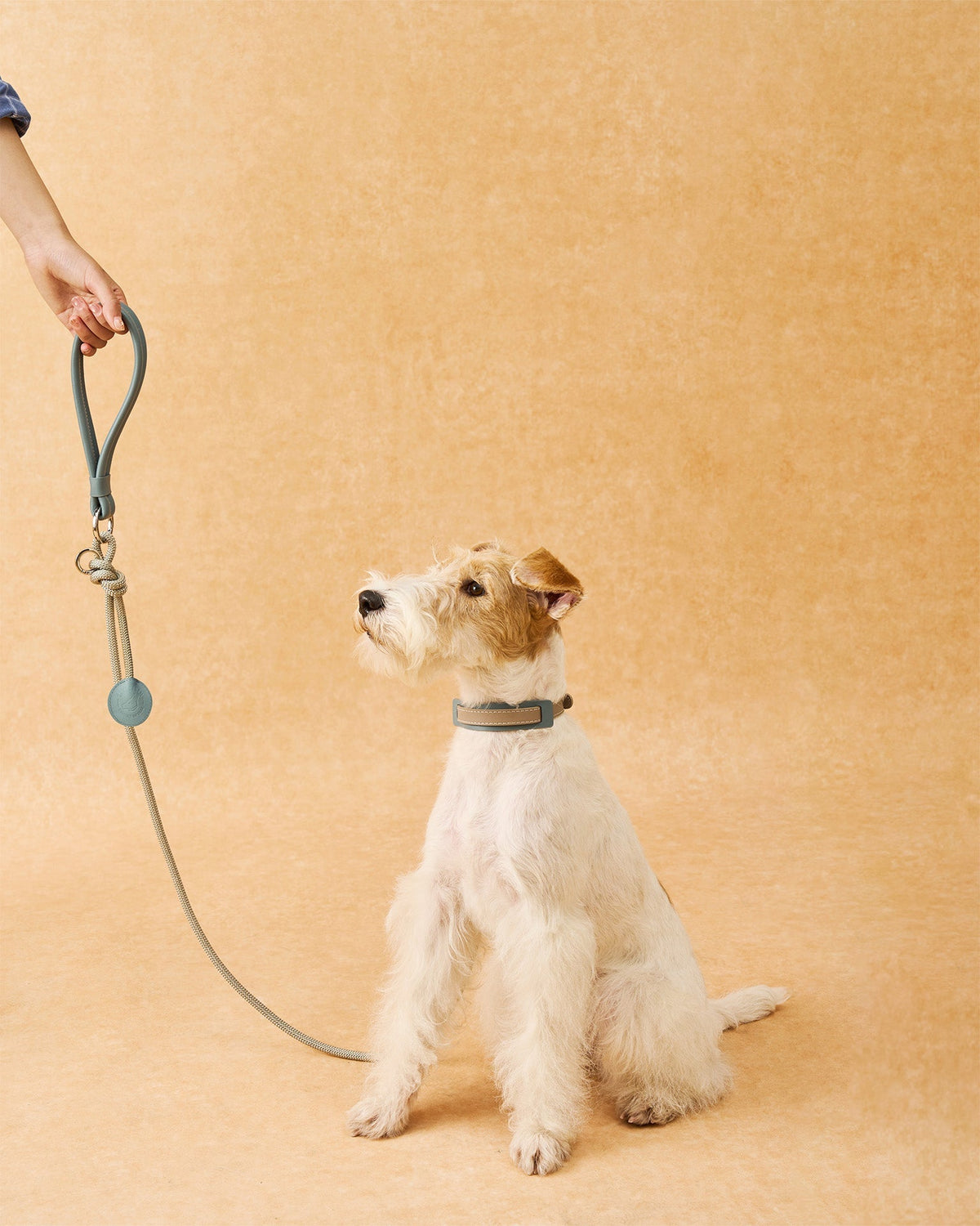 The Ornata Leather Dog Collar | Stormy Teal