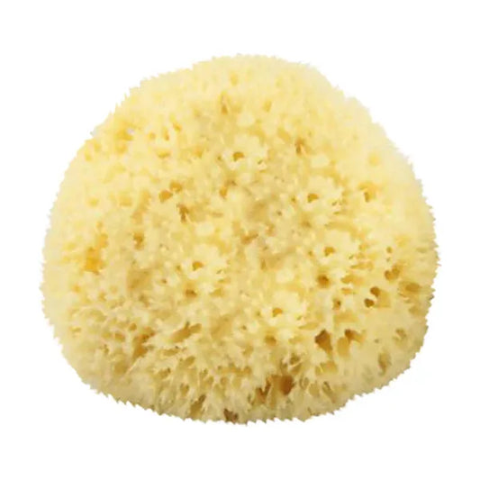 The Sponge Company - Natural Bathing Sea Sponge #3 Large [202-03]