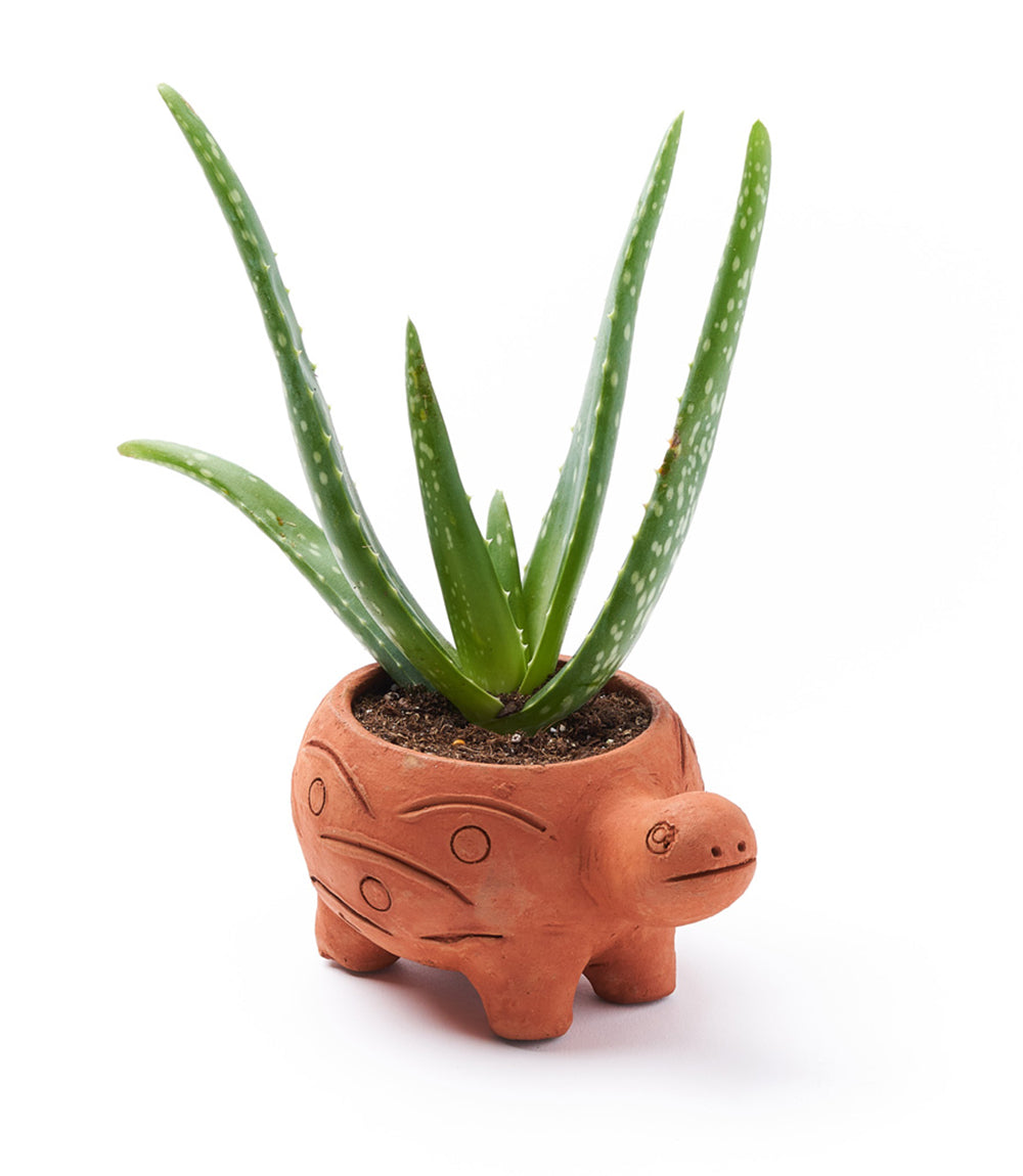 Rakshana Turtle Plant Pot -  Terracotta - Osadia Concept Store