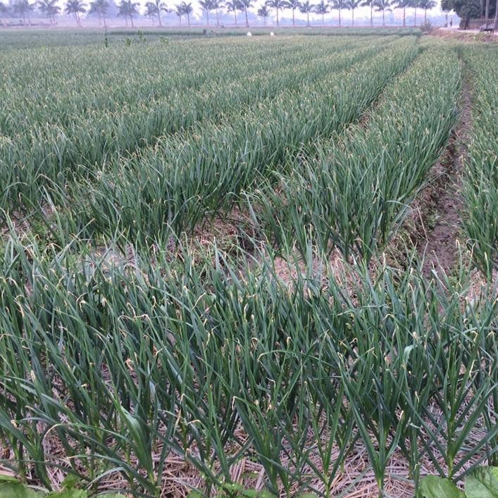 Purple Stripe Garlic - Single Origin Spice & Seasoning