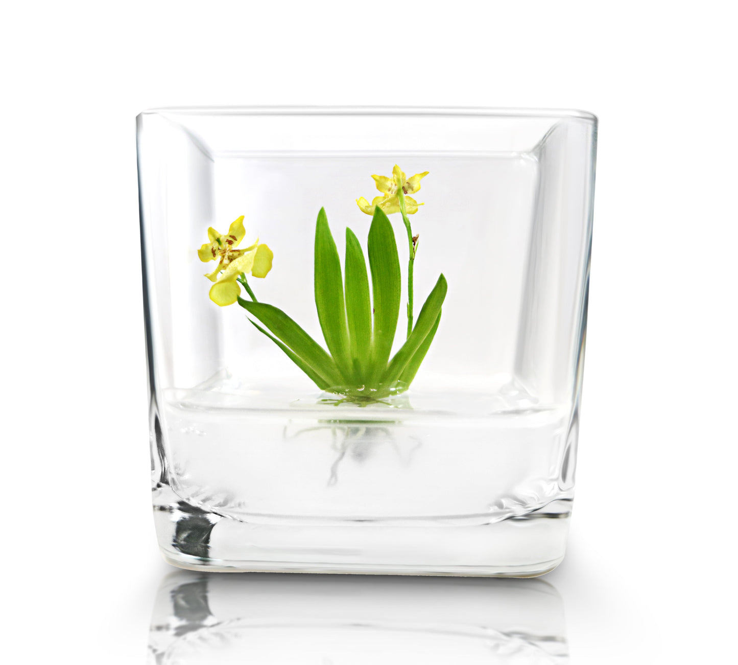 Orchid Bonsai, Psygmorchis Pusilla, Open Pot Design, Beautiful Glass Votive