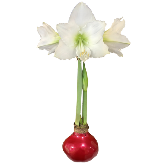 White Flower Red Lacquer Base 36+ 18 Bulbs/Case