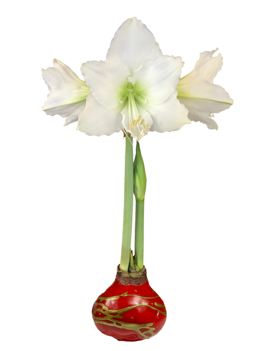 White Flower Red Wax Gold Lacquer Splatter 36+ 18 Bulbs/Case