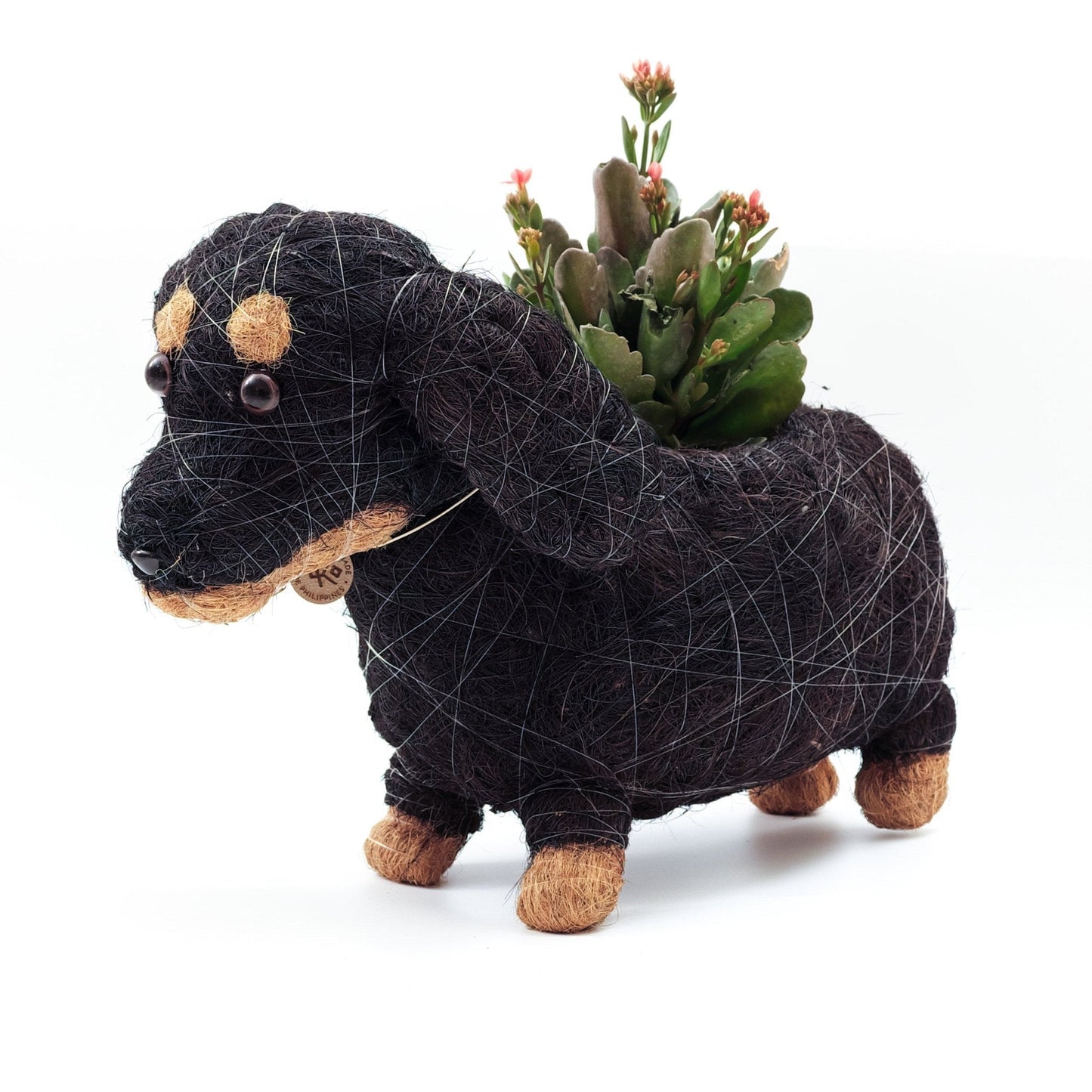 Baby Dachshund