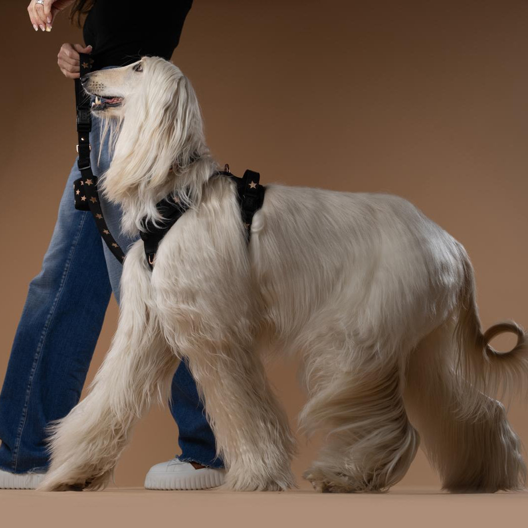 NoMad Adjustable Dog Walking Set - Rockstar