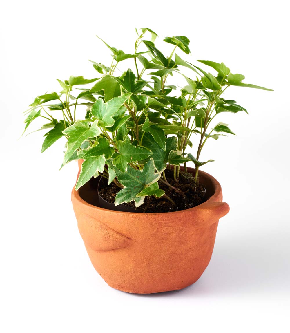 Rakshana Chicken Plant Pot - Terracotta - Osadia Concept Store