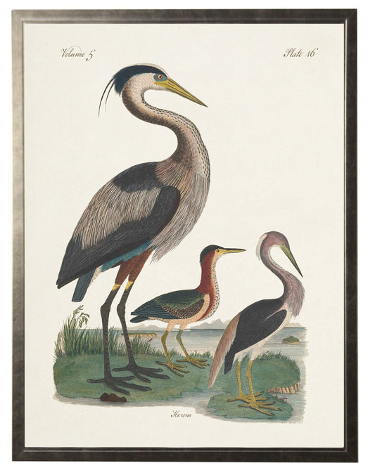 Herons in Silver Frame