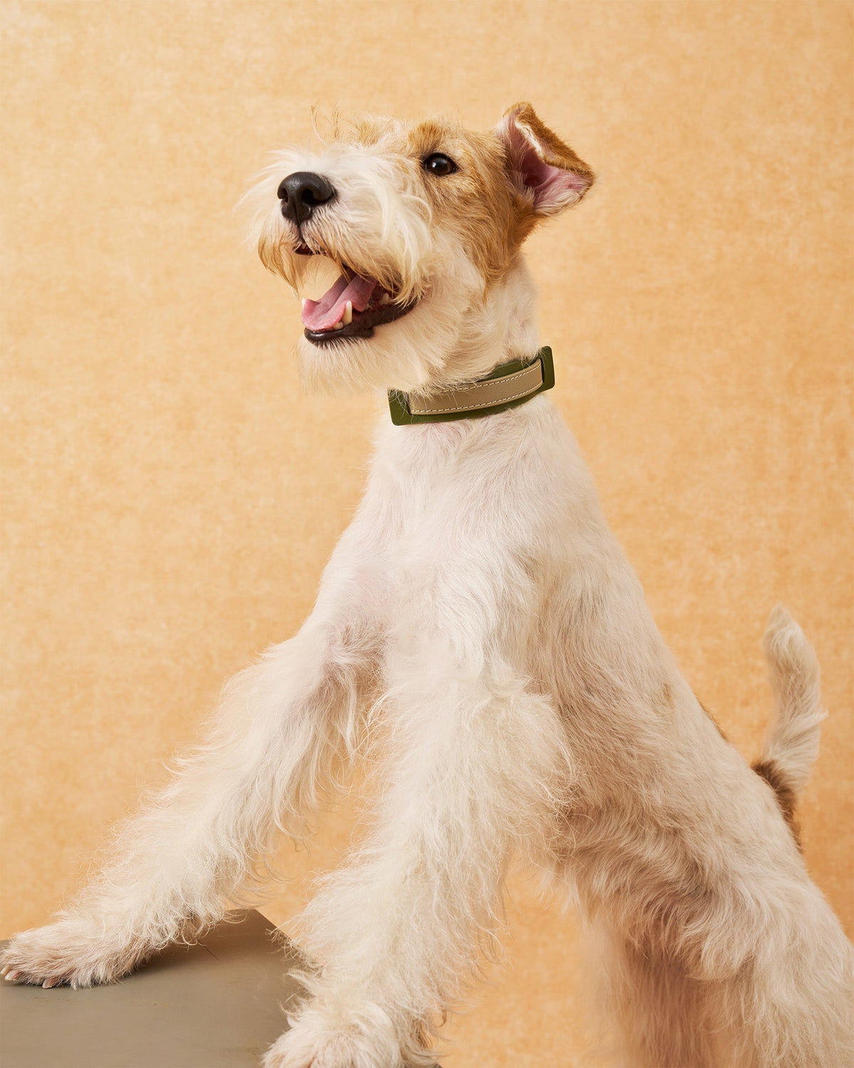 The Ornata Leather Dog Collar | Willow Sage
